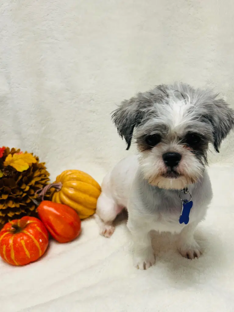 Josie - Shih Tzu