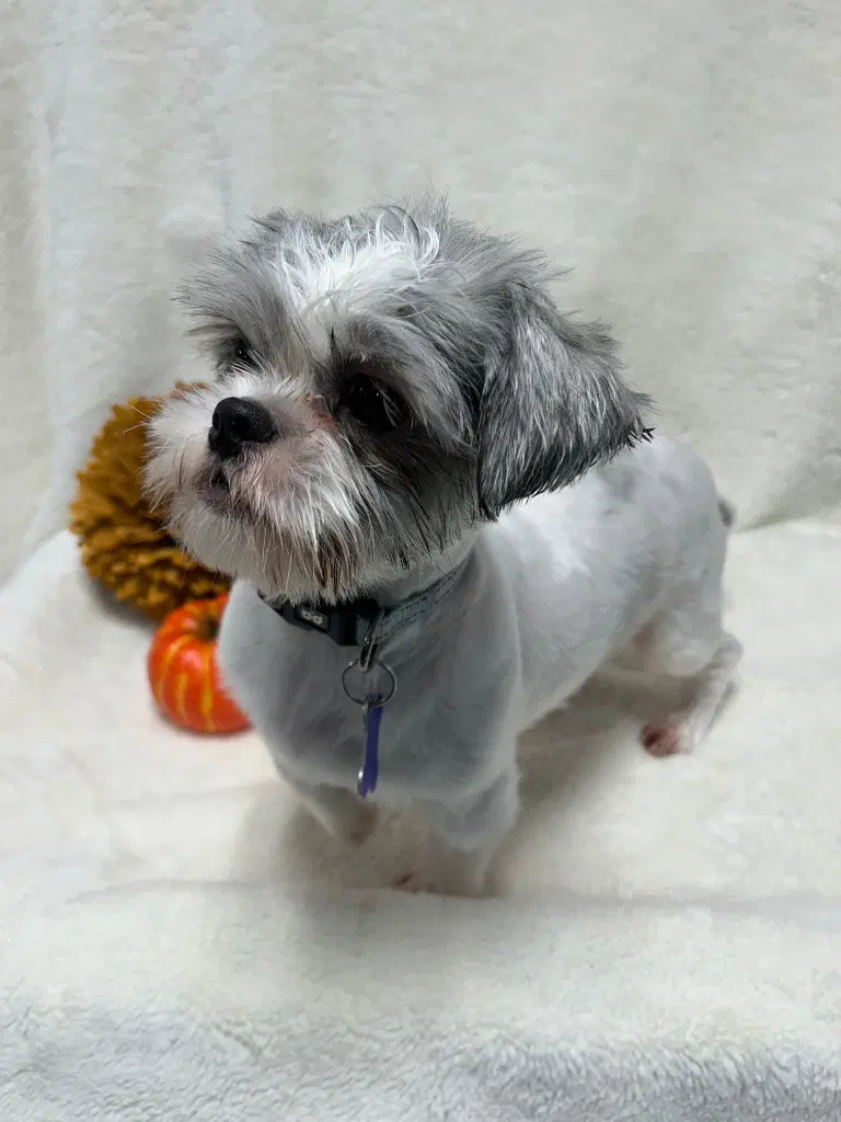 Josie image 2