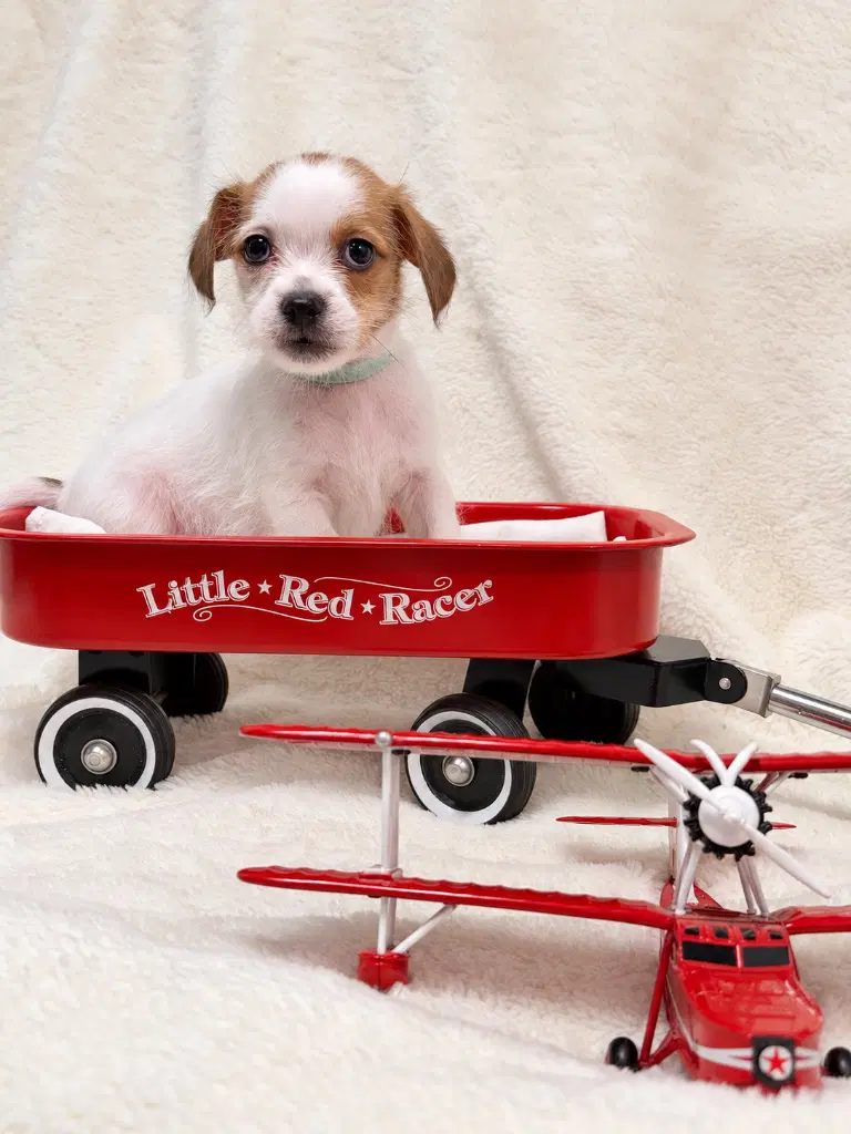 Orville - Shih Tzu