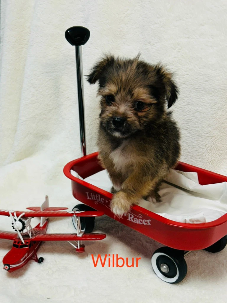 Wilbur