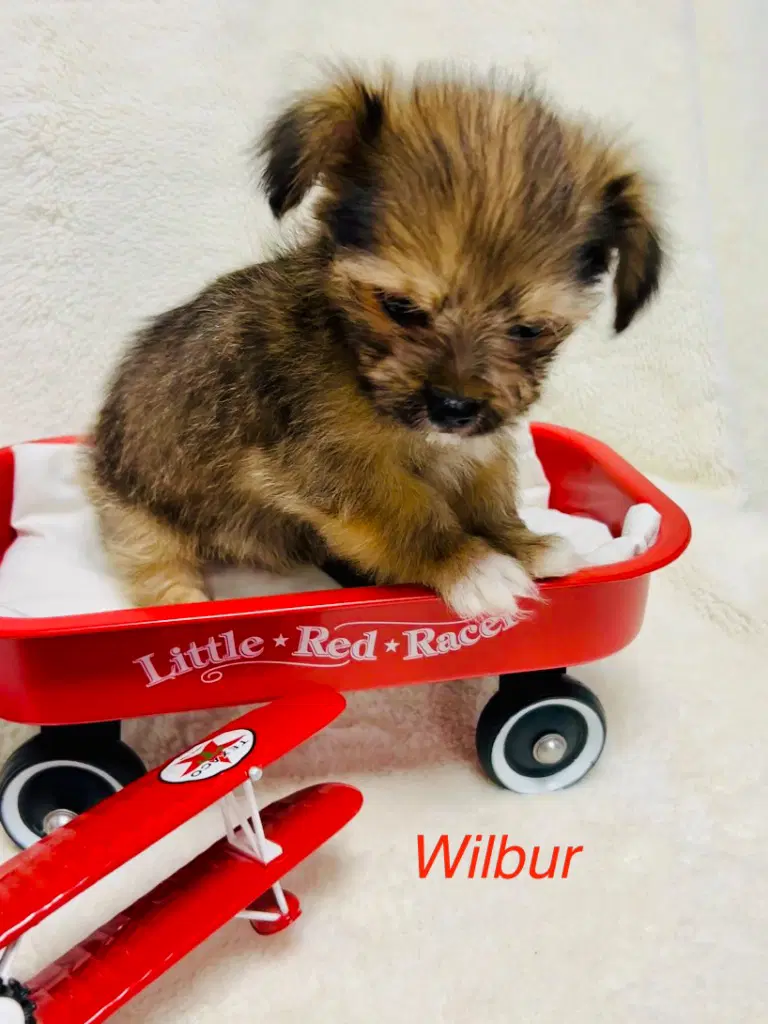 Wilbur image 2