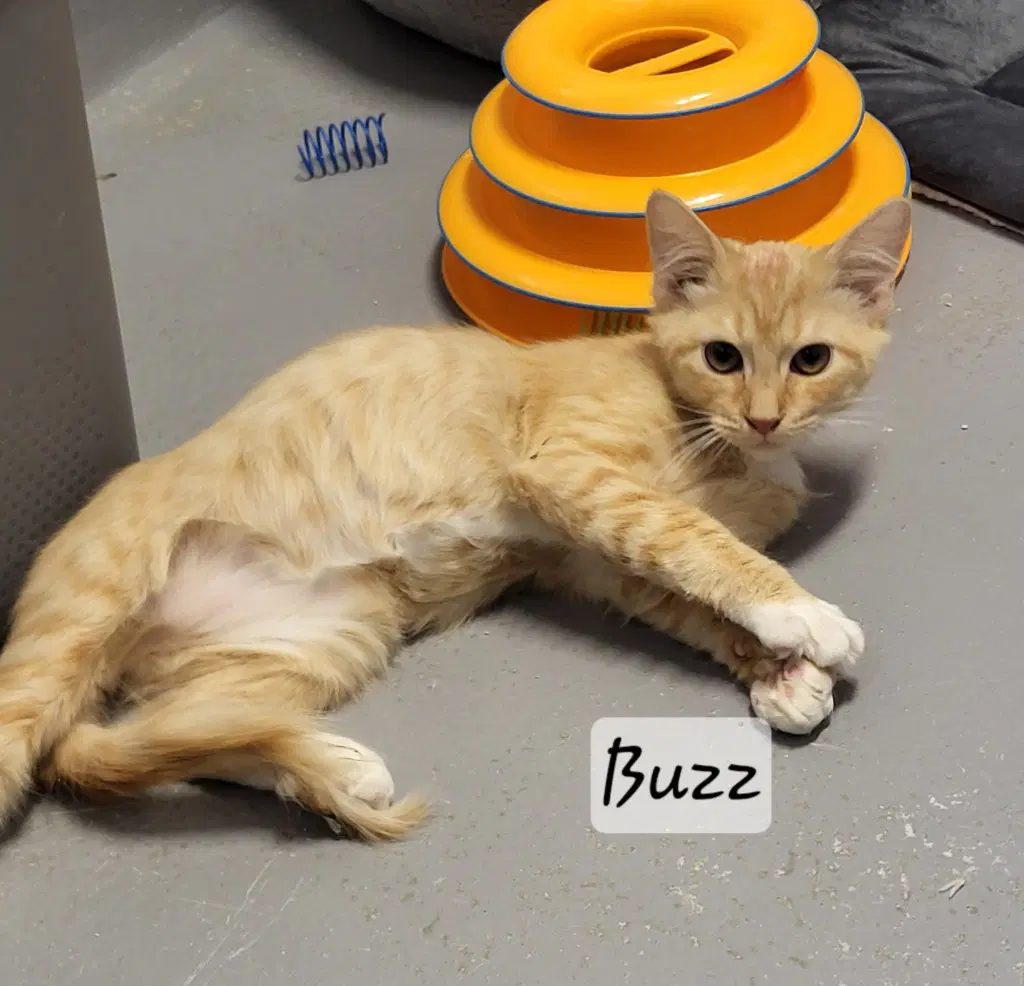 Buzz - Domestic Medium Hair