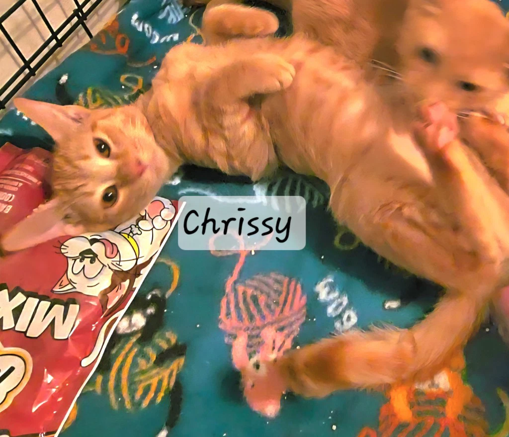 Chrissy