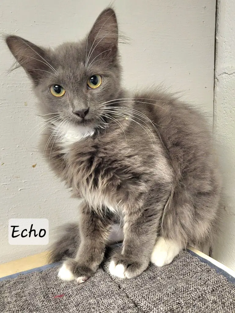 Echo - Domestic Long Hair