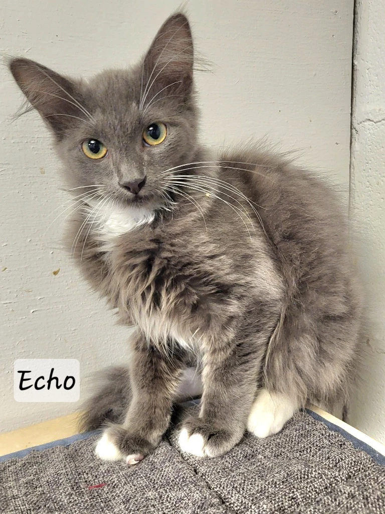 Echo