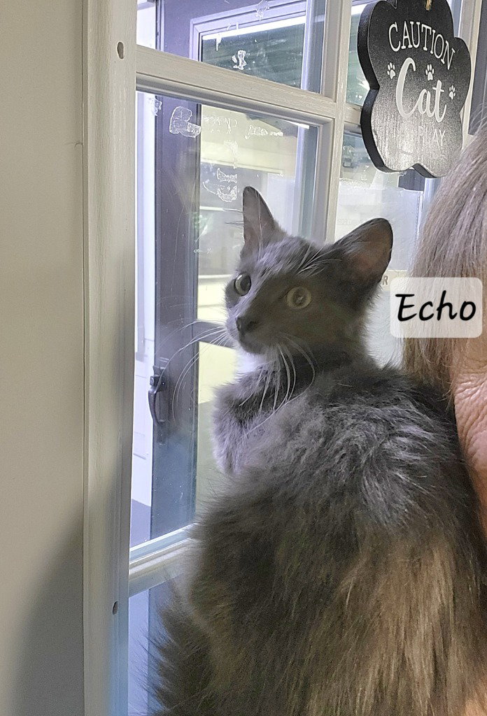Echo, photo 2