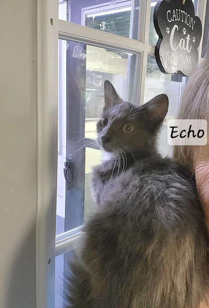 Echo image 2