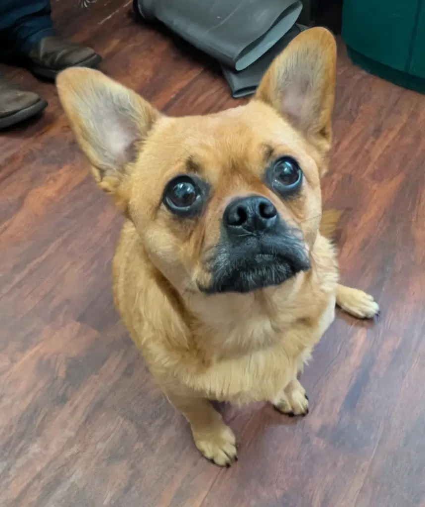 Tila - French Bulldog