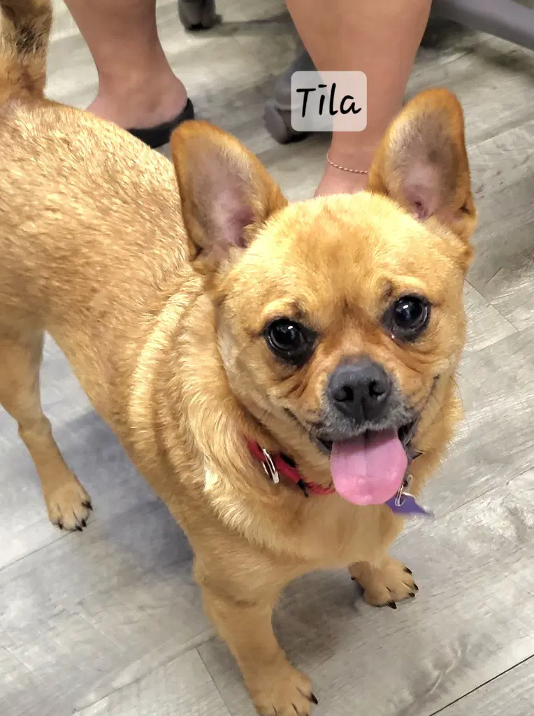 Tila - Frenchie