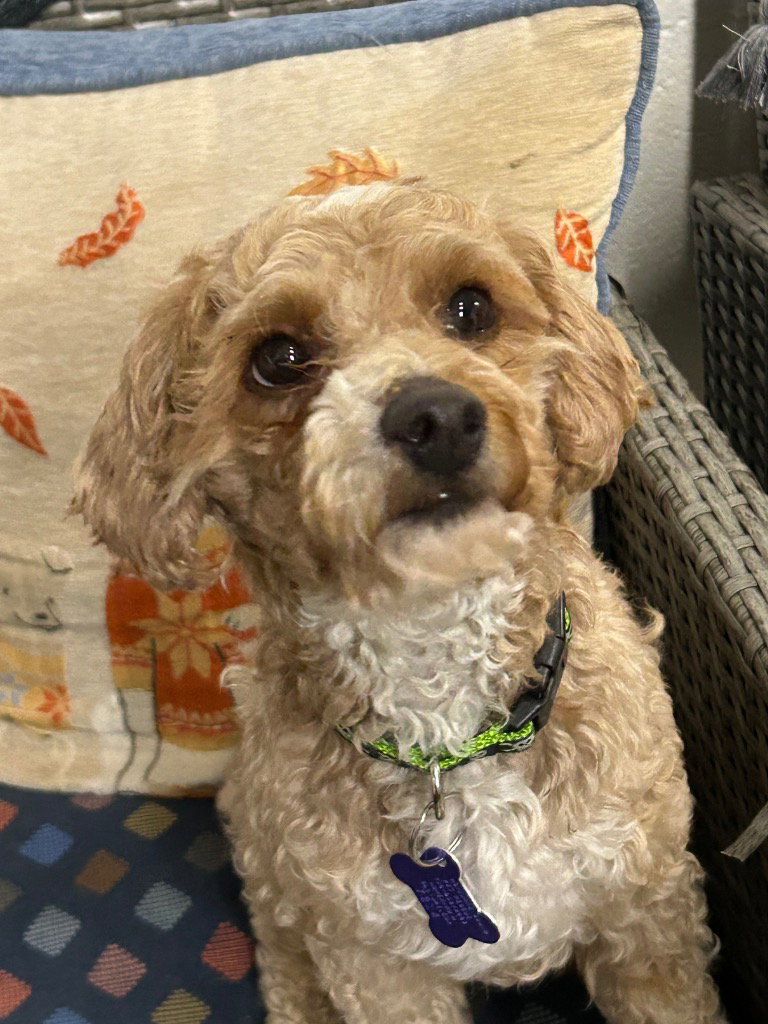 Snickers