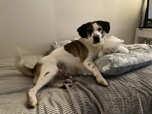 Archie