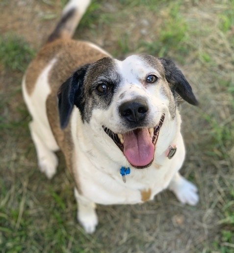 Photo 2 of Archie
