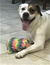 adoptable Dog in stafford, VA named 3 legged Alice