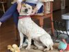 adoptable Dog in stafford, VA named Tex