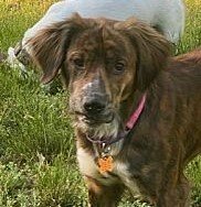 adoptable Dog in Stafford, VA named Dixie