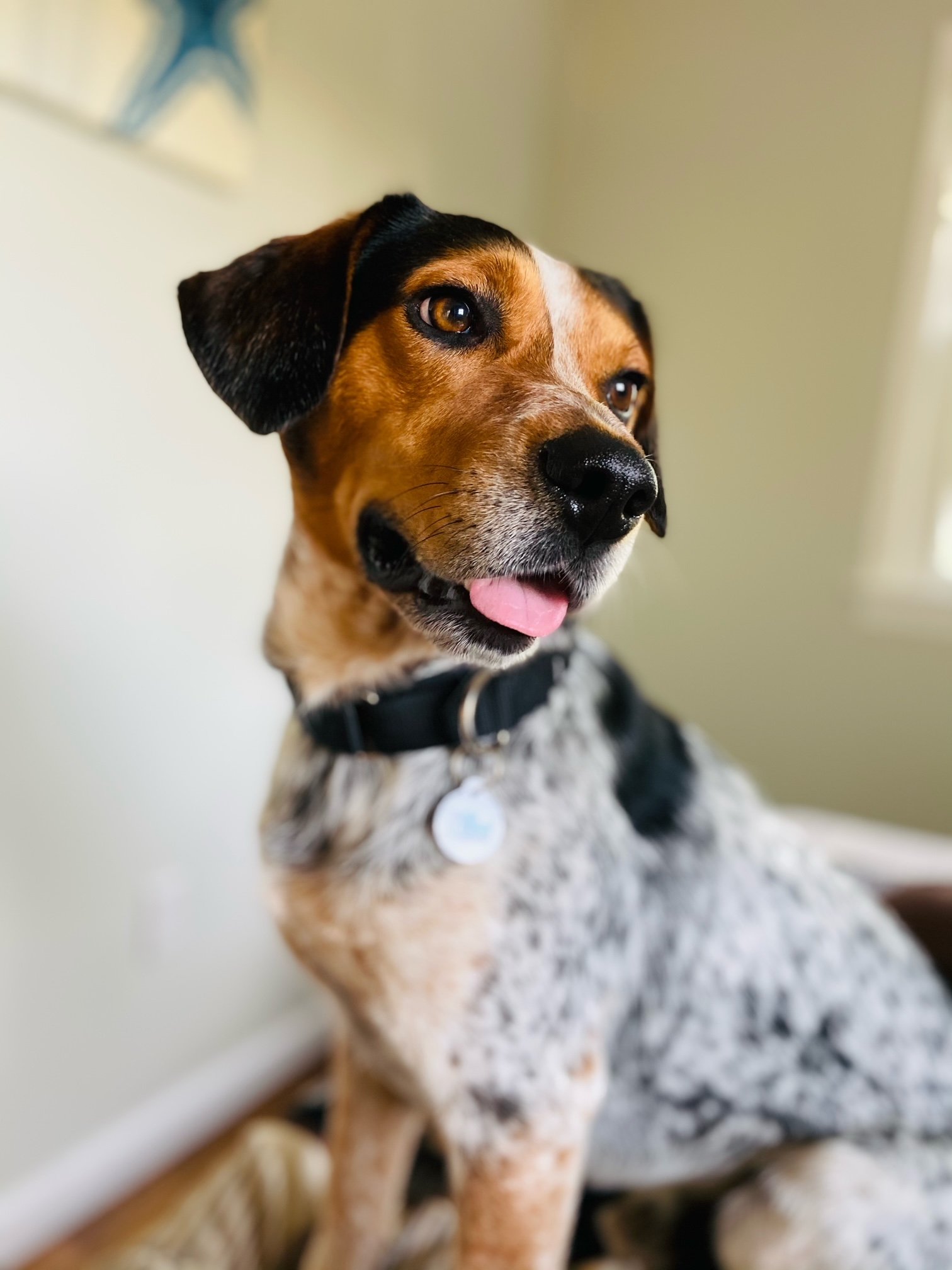 adoptable Dog in Stafford, VA named Blue