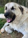 adoptable Dog in stafford, VA named Kodiak