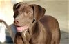 adoptable Dog in stafford, VA named Violet