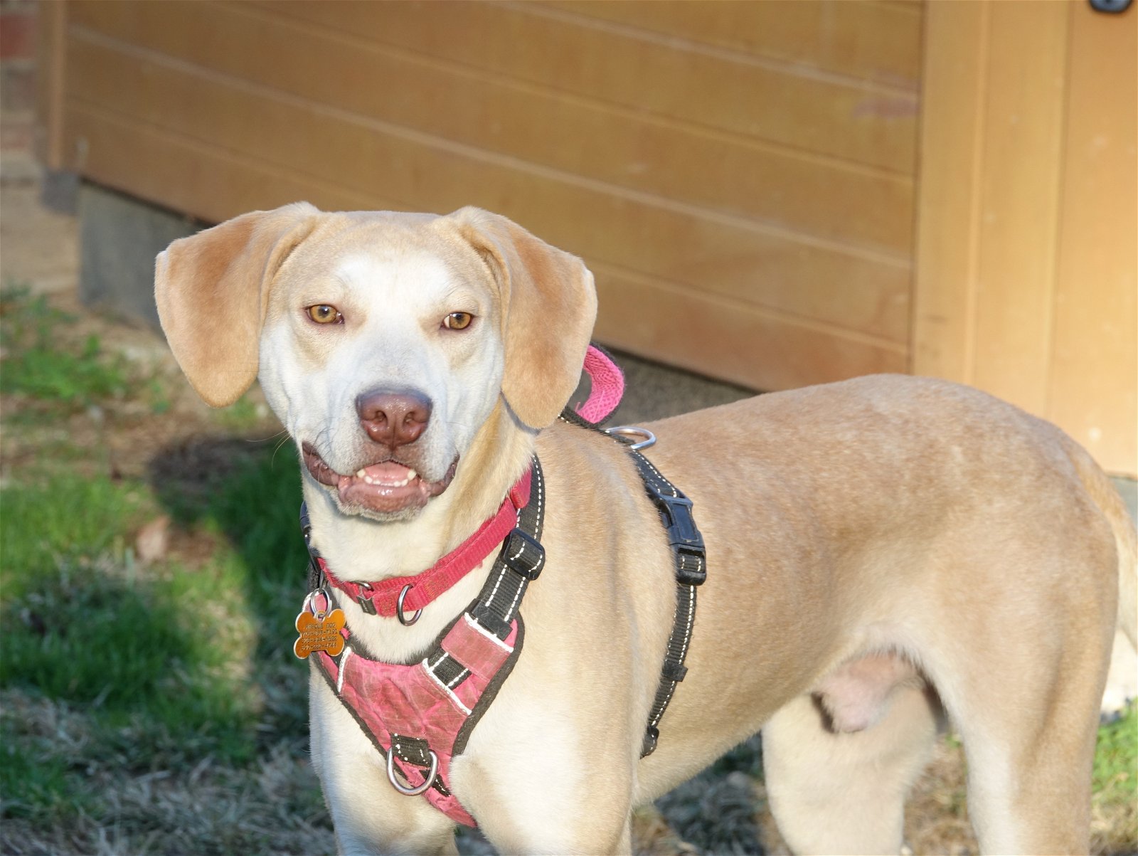 adoptable Dog in Stafford, VA named Carter