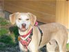 adoptable Dog in stafford, VA named Carter