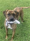 adoptable Dog in stafford, VA named Bailey