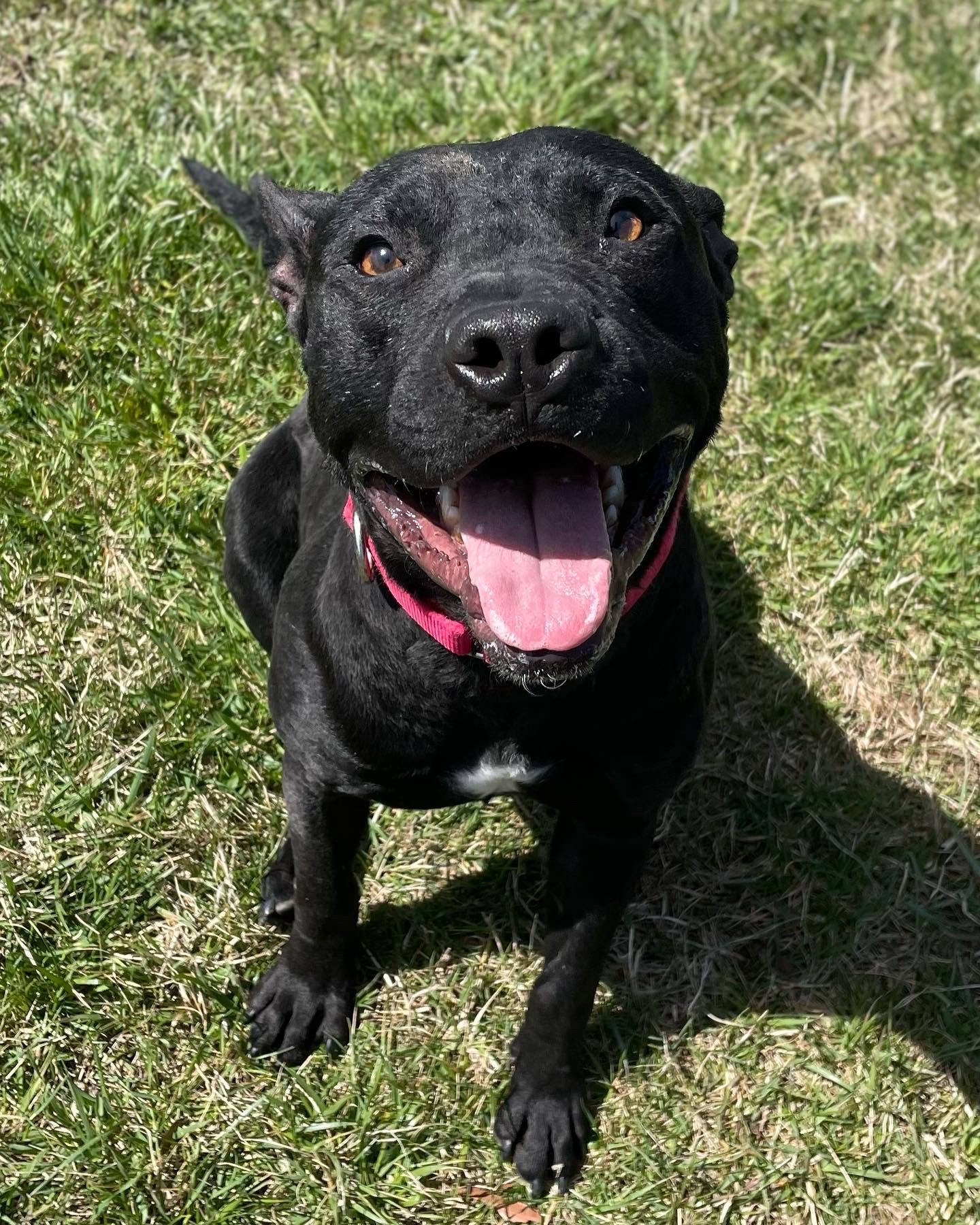 adoptable Dog in Stafford, VA named Grim