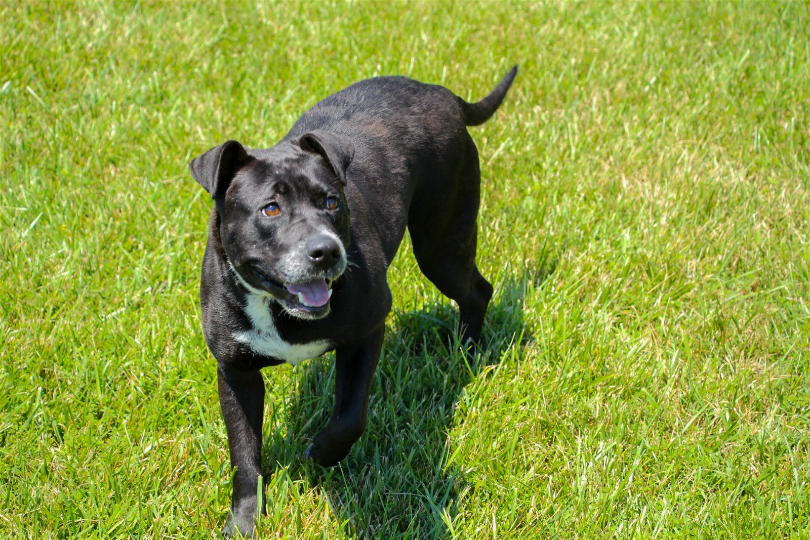 adoptable Dog in Stafford, VA named Mandy