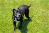 adoptable Dog in stafford, VA named Mandy