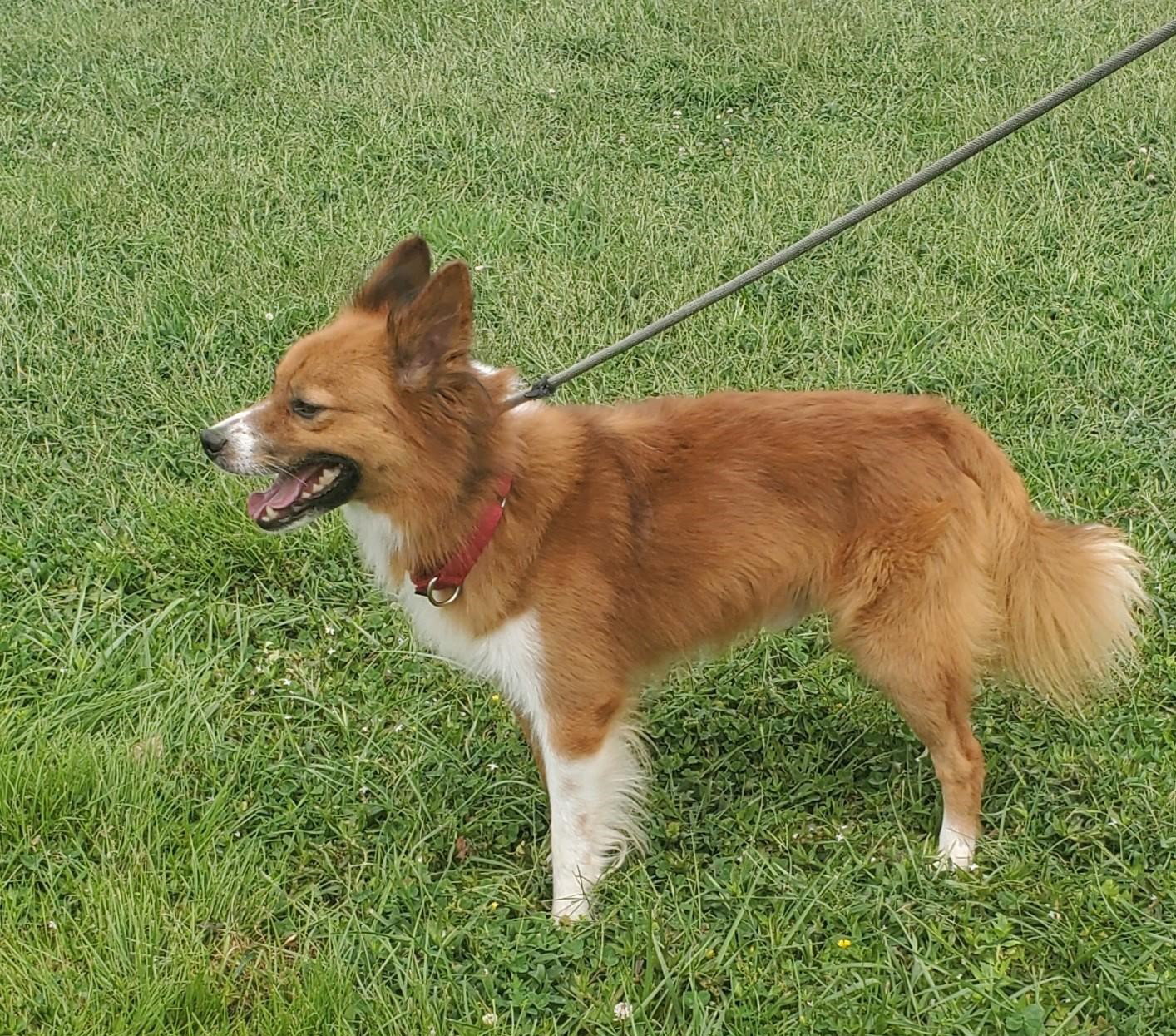 Dog for Adoption Pupperoni, a Pomeranian in Triangle, VA Alpha Paw