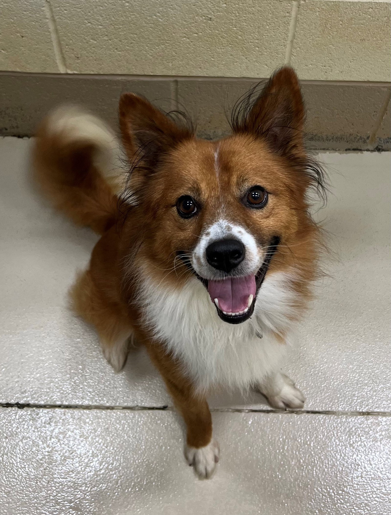 Dog for Adoption Pupperoni, a Pomeranian in Triangle, VA Alpha Paw