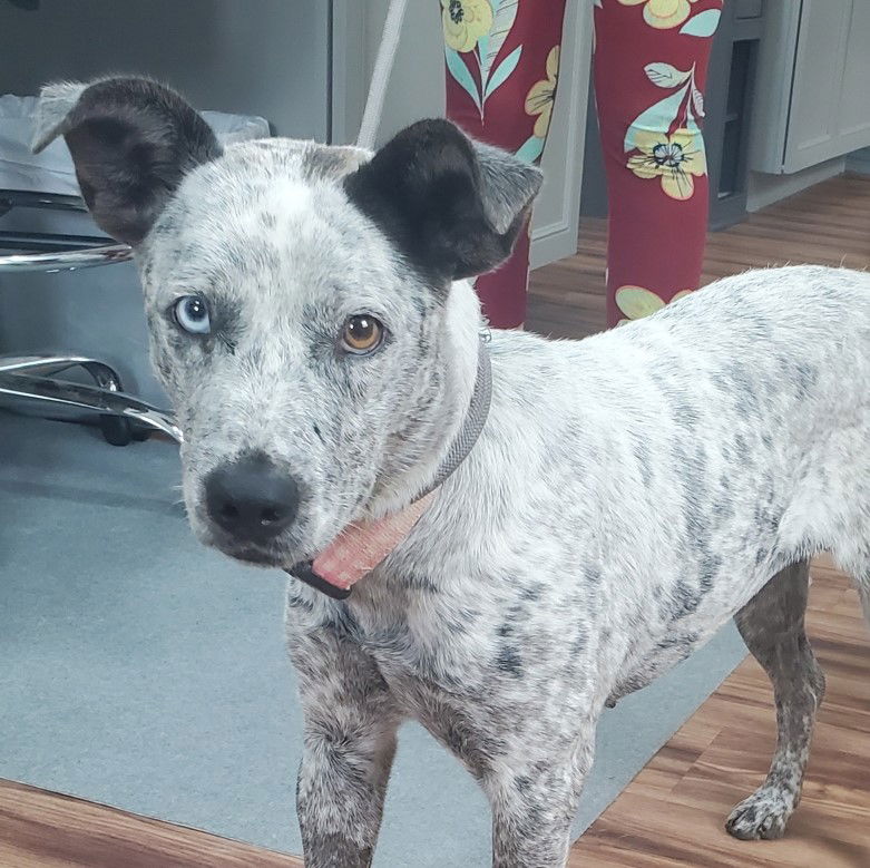 Dog for Adoption - Pom Pom, a Australian Cattle Dog/Blue Heeler in ...