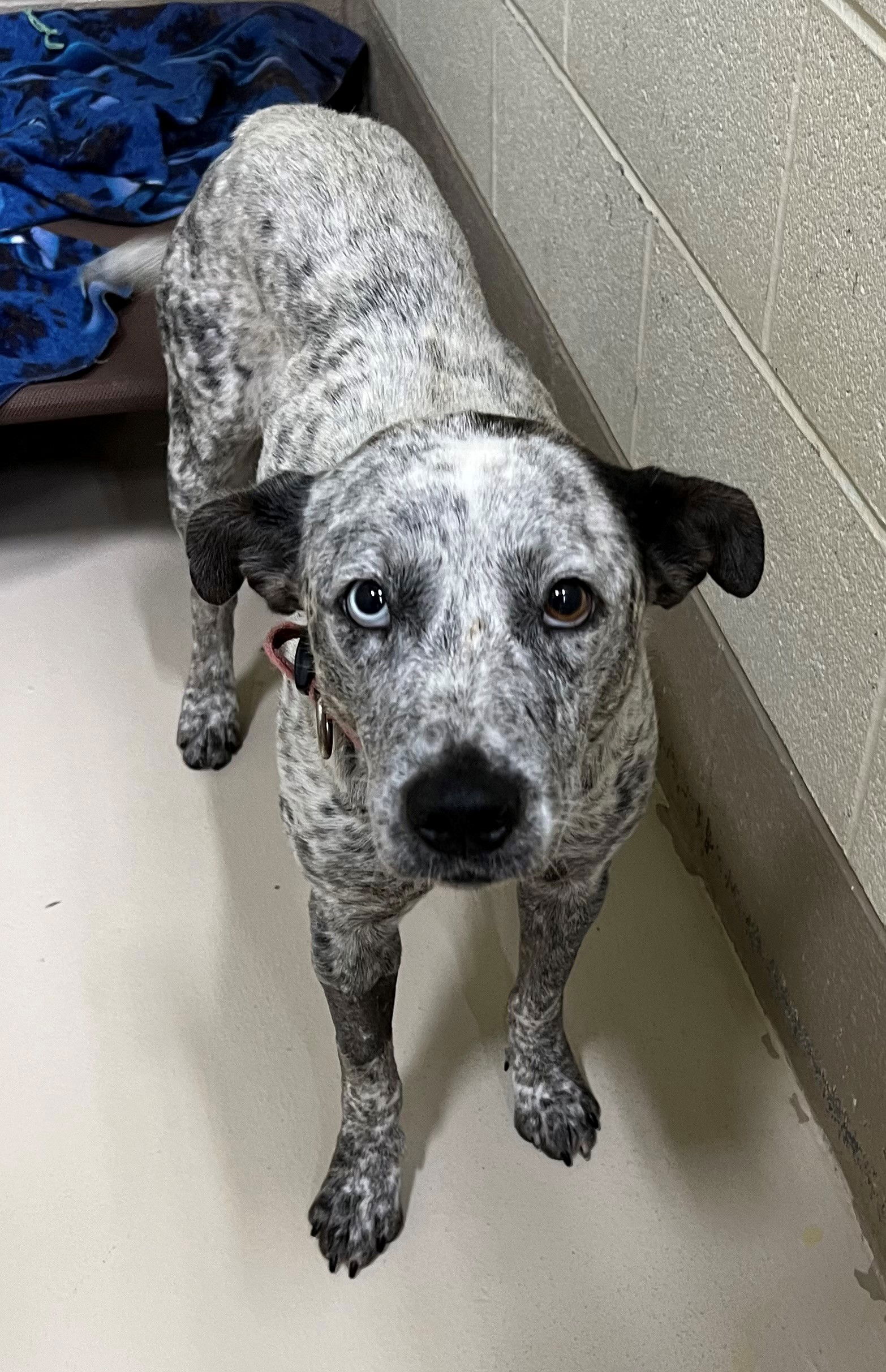 Dog for Adoption - Pom Pom, a Australian Cattle Dog/Blue Heeler in ...