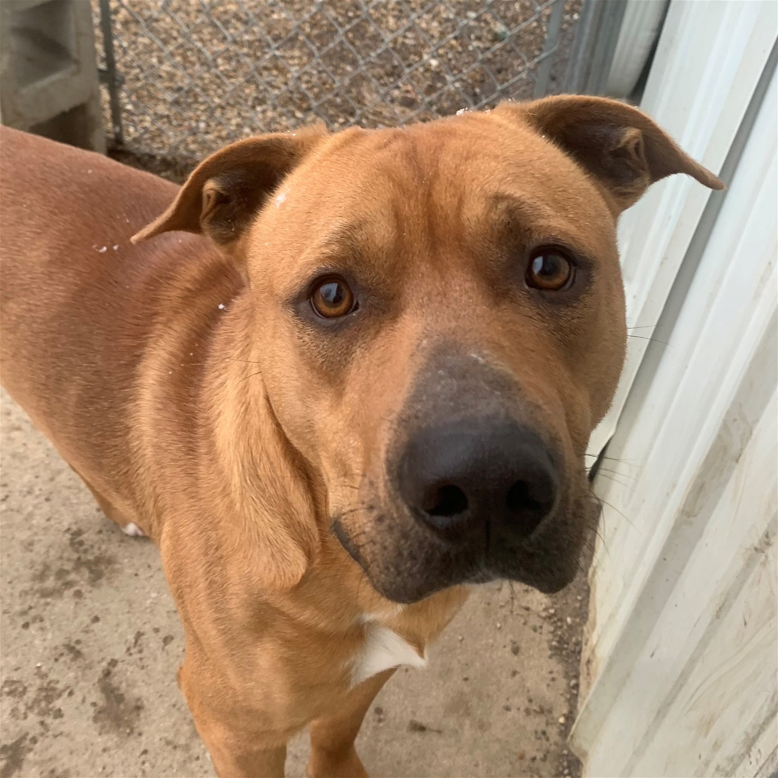 adoptable Dog in Normal, IL named Scooby