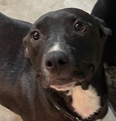adoptable Dog in Normal, IL named Remi