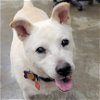 adoptable Dog in , IL named Indy