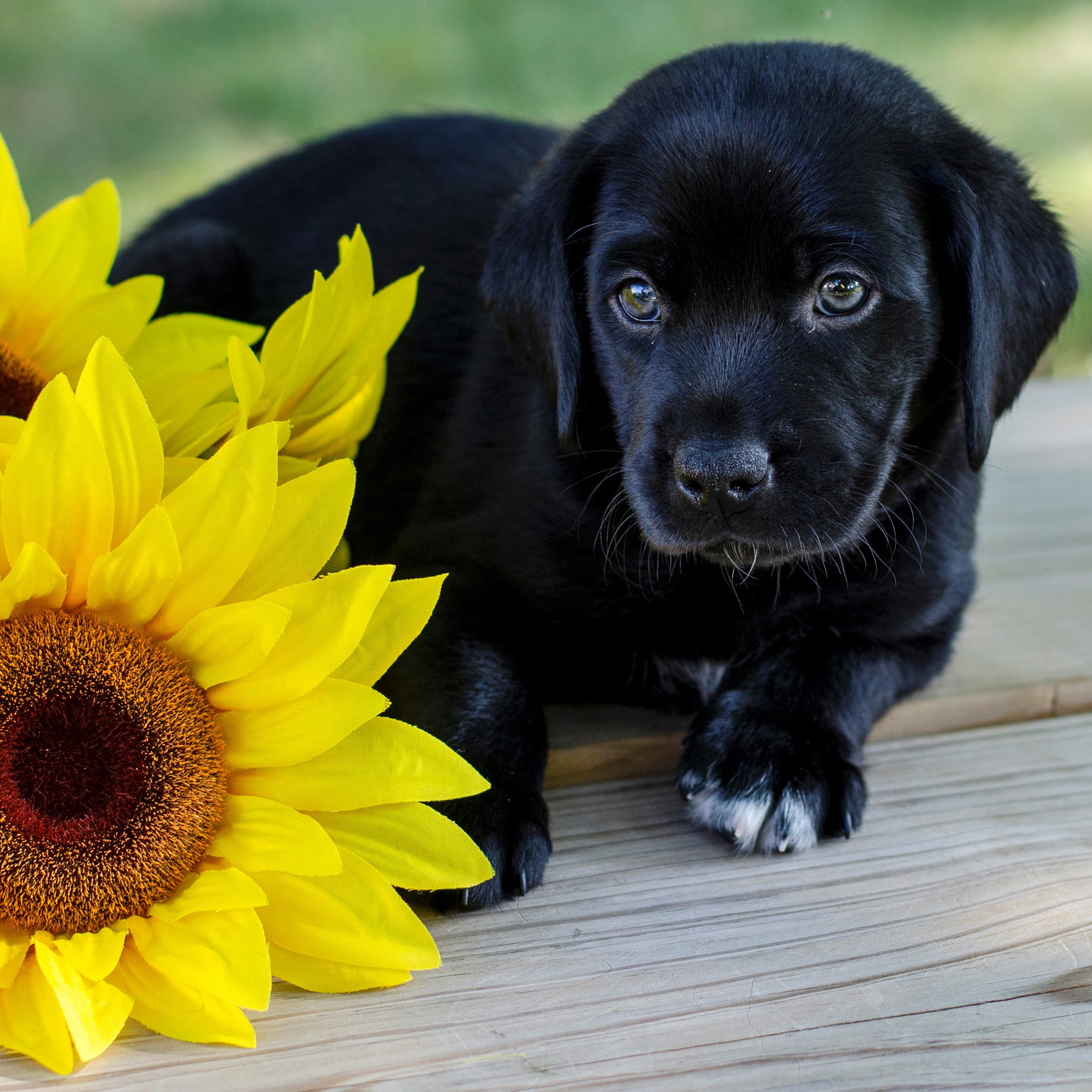 Dog for Adoption Fife, a Labrador Retriever in Davenport, IA Alpha Paw