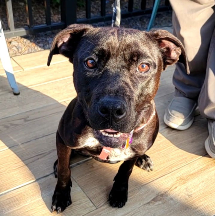 Dog for Adoption - Millie, a Labrador Retriever in Tazewell County, IL ...