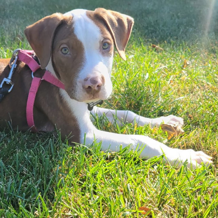 Dog for Adoption Copper, a American Pit Bull Terrier in Eureka, IL