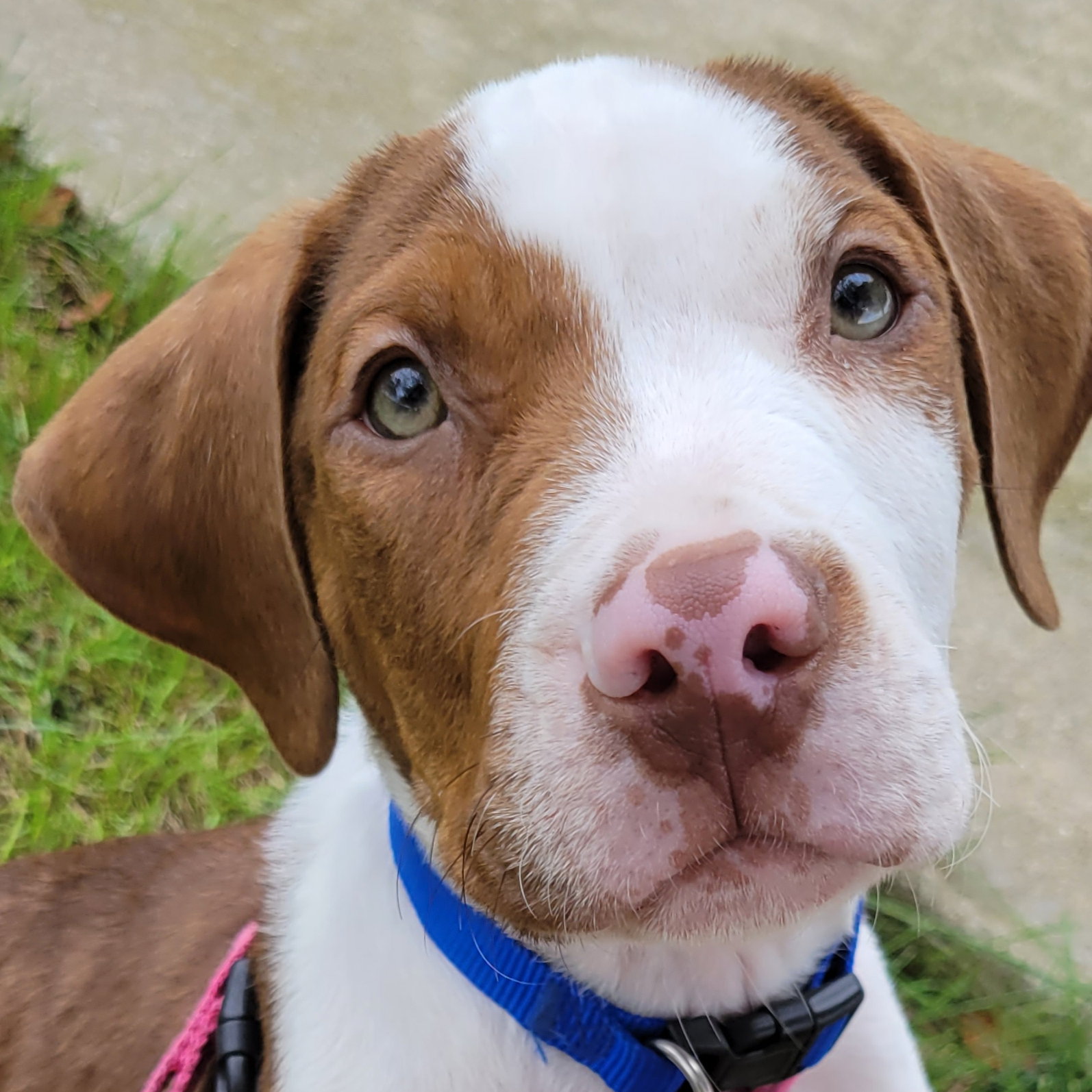 Dog for Adoption Copper, a American Pit Bull Terrier in Eureka, IL