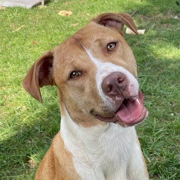 adoptable Dog in Normal, IL named Millie