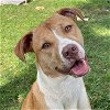 adoptable Dog in  named Millie