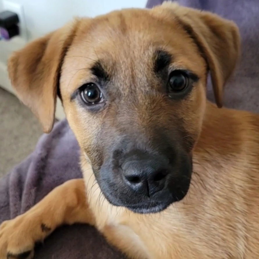 Dog for Adoption - Zalena, a Labrador Retriever in Toluca, IL | Alpha Paw