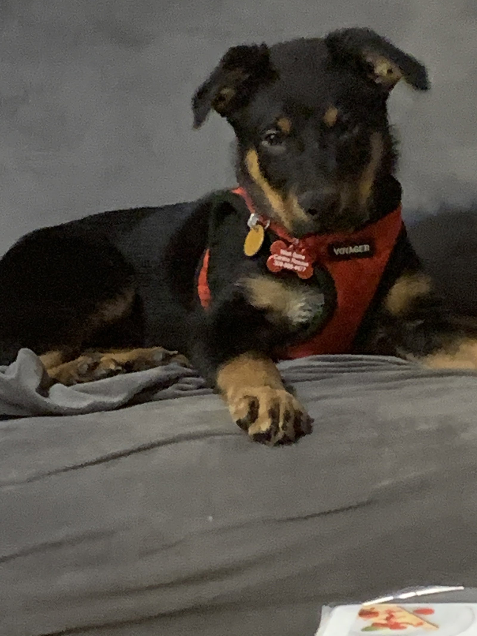 Dog for Adoption Ralphie, a German Shepherd Dog in Champaign County