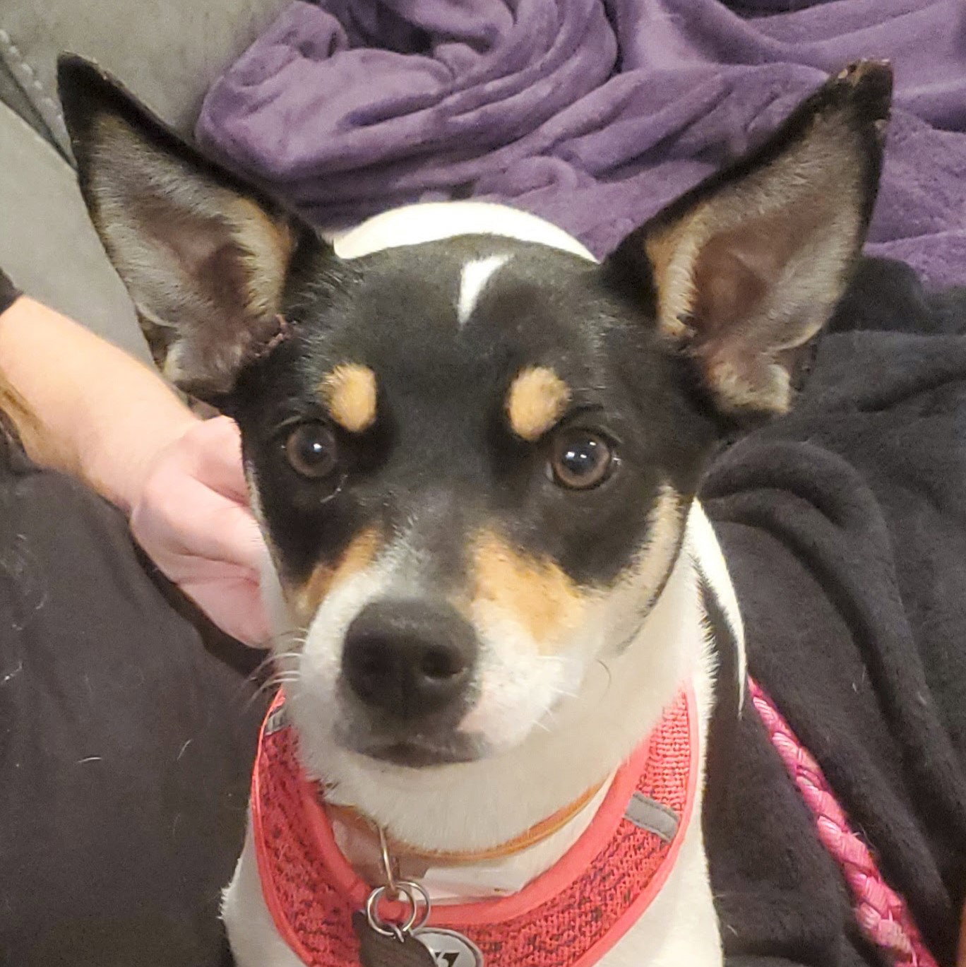 Dog adoption in Bloomington, IL 61701 Terrier / Mixed (short coat) Dog