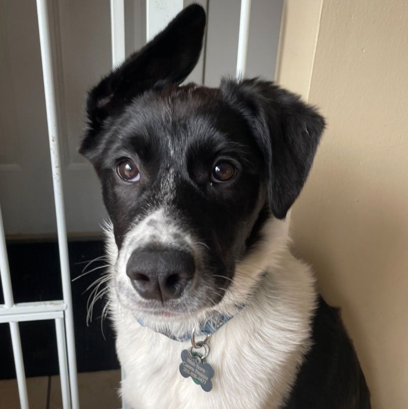 Dog for Adoption - Finch, a Border Collie in Chatsworth, IL | Alpha Paw