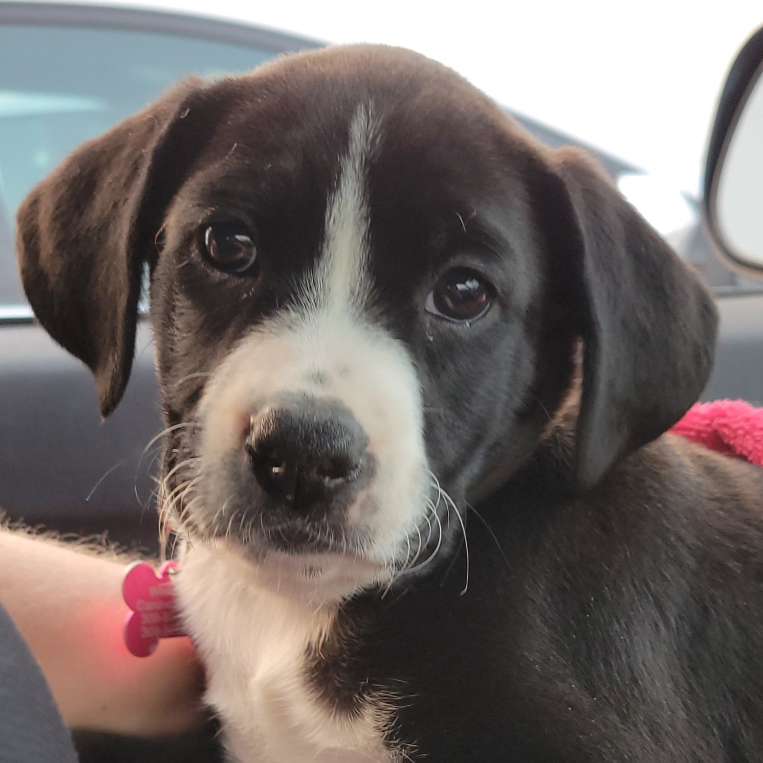 Dog for Adoption Peaches, a Australian Shepherd in Maroa, IL Alpha Paw