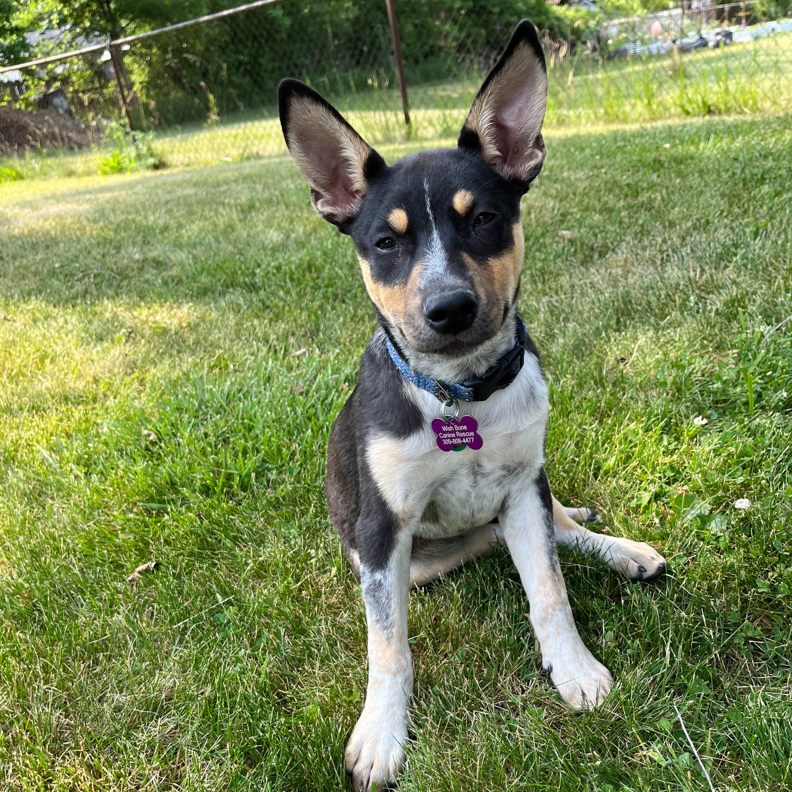 Dog for Adoption - Kiwi, a Rat Terrier in Champaign, IL | Alpha Paw