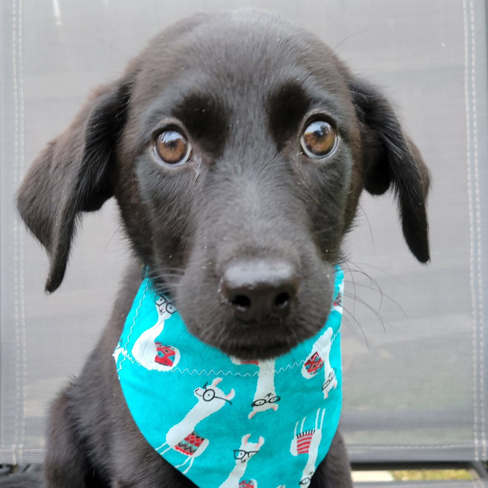 Dog for Adoption Sugar Mama, a Labrador Retriever in Chatsworth, IL