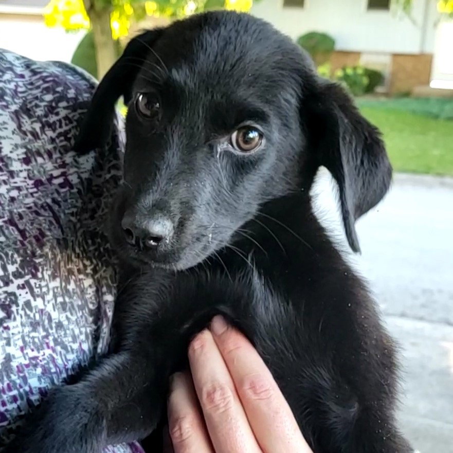 Dog for Adoption Sugar Mama, a Labrador Retriever in Ford County, IL