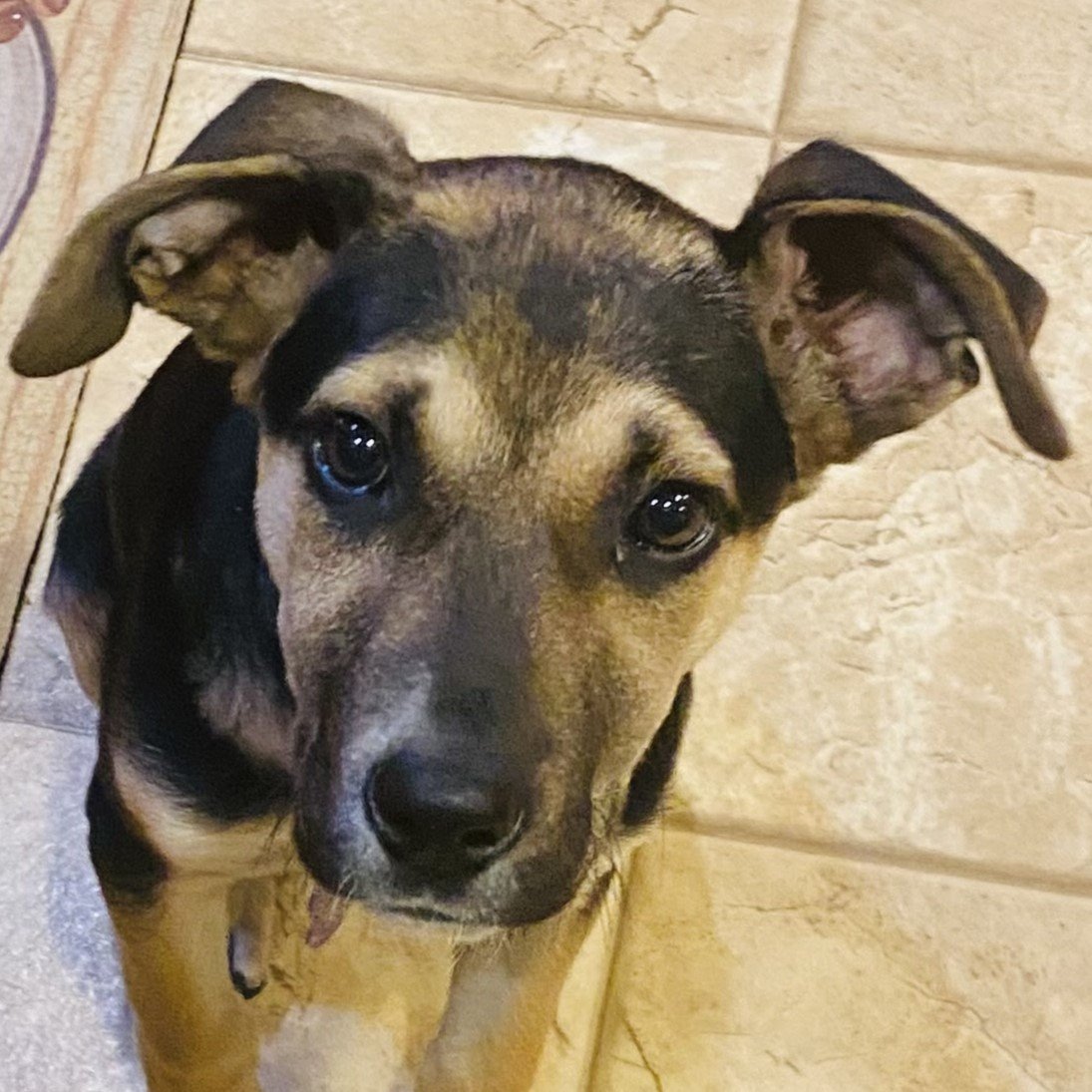Dog for Adoption - Luna, a in Bloomington, IL | Alpha Paw